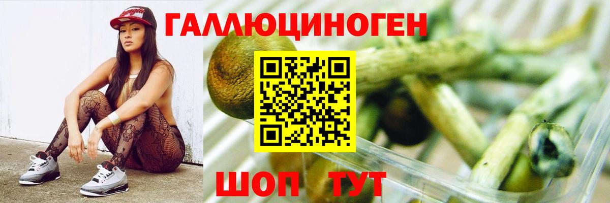 Псилоцибиновые грибы Psilocybe Бахчисарай